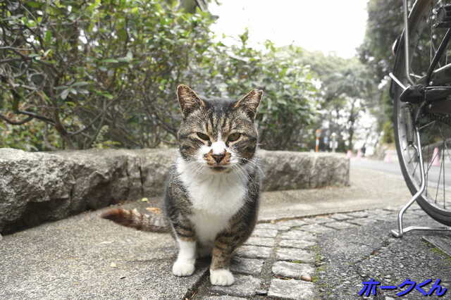 20250311 DSC02194 ホークくん.jpg