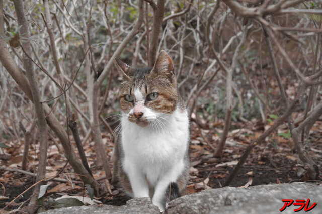 20250311 DSC02207 アラレ.jpg