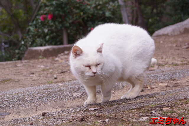 20250311 DSC02210 エミちゃん.jpg