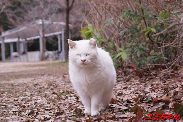20250311 DSC02217 ユミちゃん.jpg