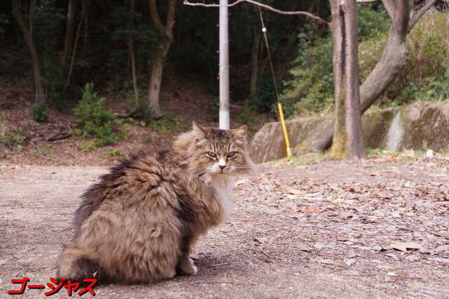 20250312 DSC02225 ゴージャス.jpg