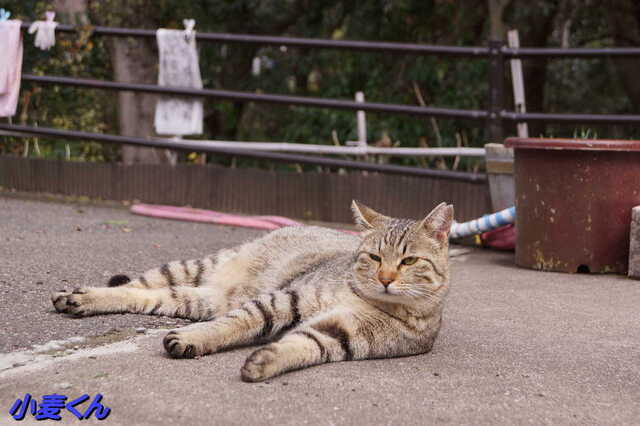 20250312 DSC02233 小麦くん.jpg