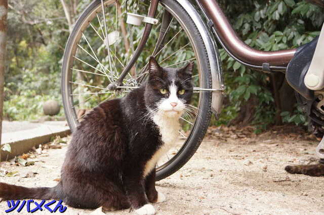 20250312 DSC02241 ツバメくん.jpg