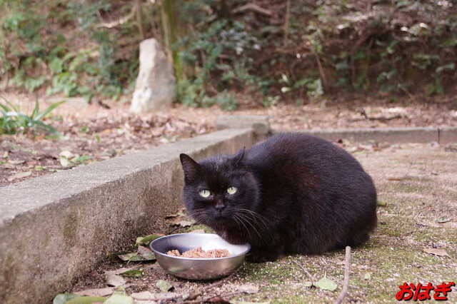 20250312 DSC02256 おはぎ.jpg