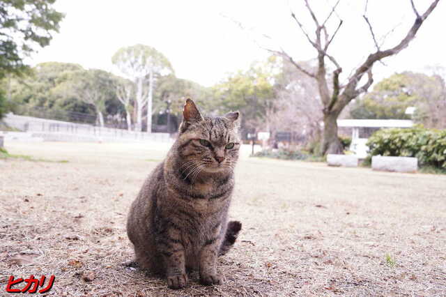 20250312 DSC02267 ヒカリ.jpg