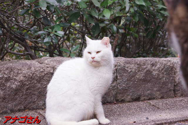 20250312 DSC02278 アナゴさん.jpg