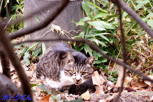 20250312 DSC02286 ホークくん.jpg