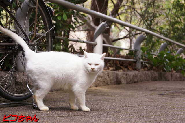 20250312 DSC02291 ピコちゃん.jpg