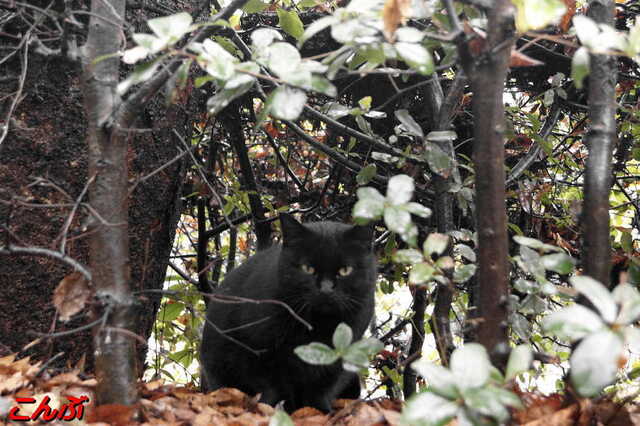 20250316 DSC02605 こんぶ.jpg