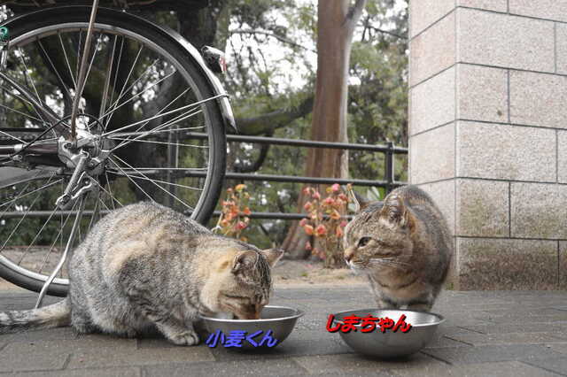 20250316 DSC02613 小麦くんとしまちゃん.jpg