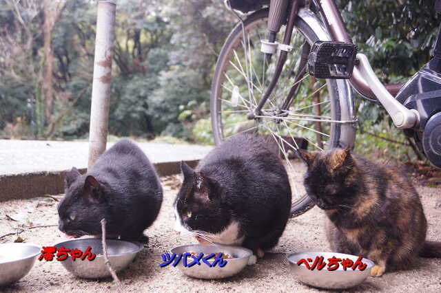 20250316 DSC02638 猫山墓地.jpg