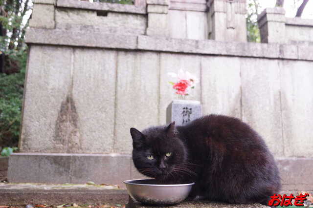 20250316 DSC02644 おはぎ.jpg