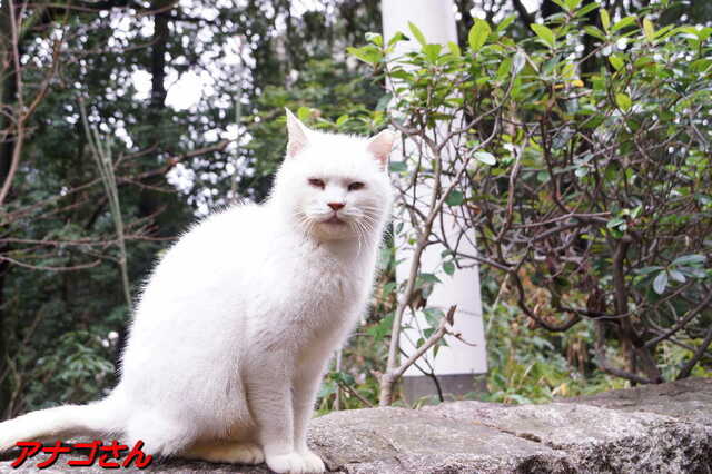 20250316 DSC02661 アナゴさん.jpg