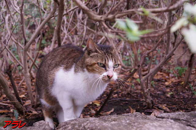 20250316 DSC02677 アラレ.jpg