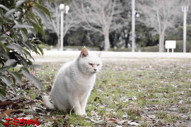 20250316 DSC02686 エミちゃん.jpg